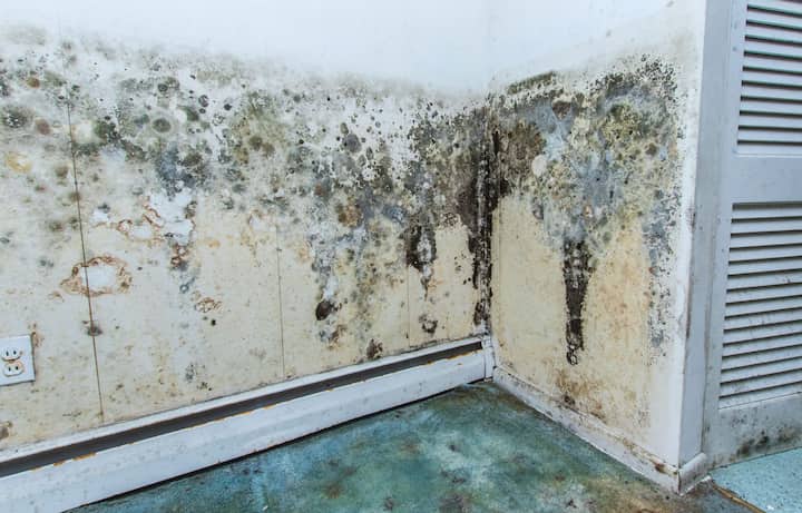 residential mold removal experts in Quincy